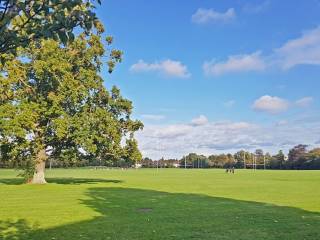 Terenure College Rugby