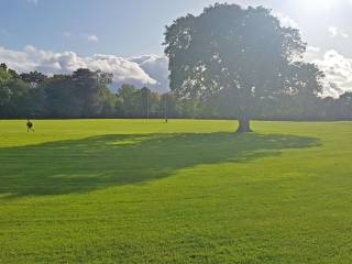 Terenure College Rugby