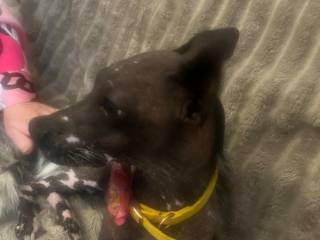 Su adorable perro, Poppy