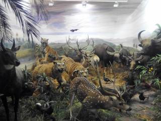 Dia de Museo de la fauna y piraguismo