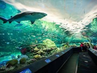 Ripley's Aquarium