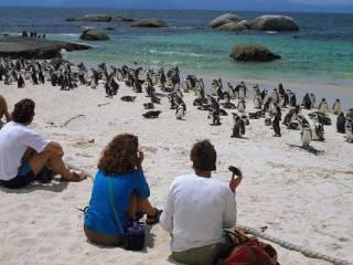 Pingüinos en Ciudad del Cabo