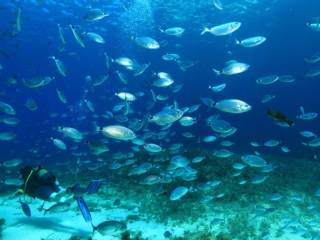 Submarinismo en Malta