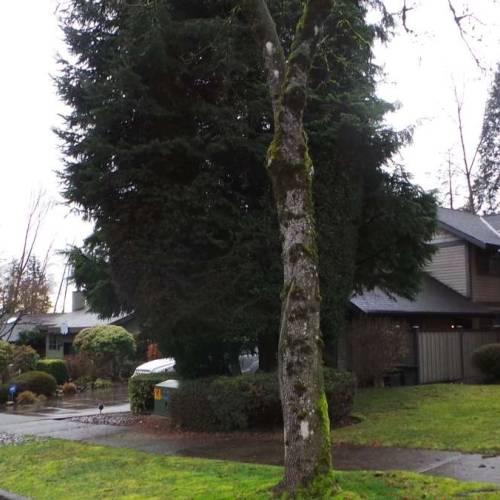 Burnaby Mountain Secondary School