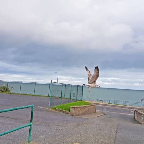 st davids holy faith greystones